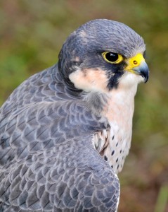 The target for breeding peregrine falcon in the Peak District has not been met