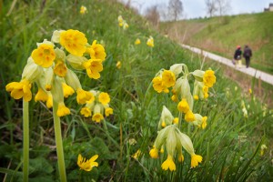 Cowslips and other wildflowers create natural displays beside the Tissington Trail.