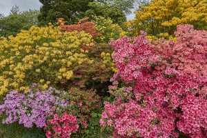 The azalea and rhododendron-filled gardens are simply sensational at this time of year