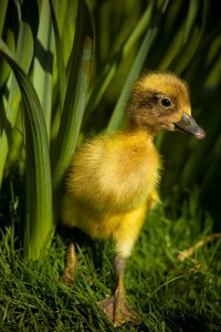 Tatton farm duckling