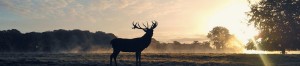 deer-in-park-at-dusk-website-banner