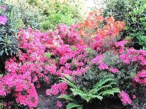 rhododendrons