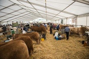 Cheshire Show 2014 Day 1 072