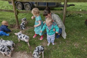 A nice welcome from a family of one-week-old piglets