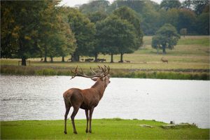 stag-in-tattons-parkland