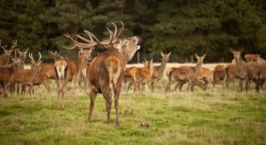 tatton-deer-during-the-rut