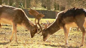 Dunham’s deer battle for supremacy during their annual rut © National Trust / Frank Carman