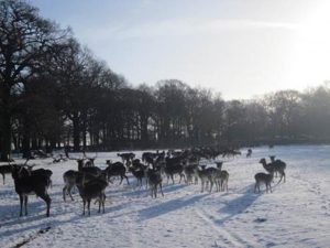 Deer feeding in the snow at Dunham Massey © National Trust/Laura Wilson