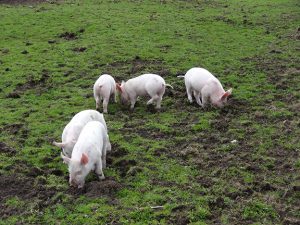 More piglets than you can shake a stick at