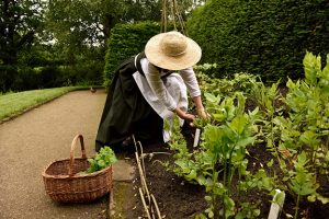 A volunteer in Tudor dress picking herbs in the garden at Little Moreton Hall, Cheshire