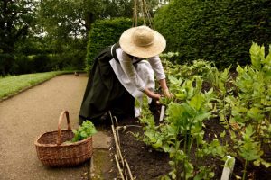 Gathering herbs from the newly created ‘Sleep Garden’ at Little Moreton Hall c National Trust Images   
