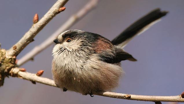 long tailed tit