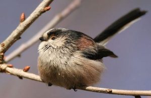 long tailed tit